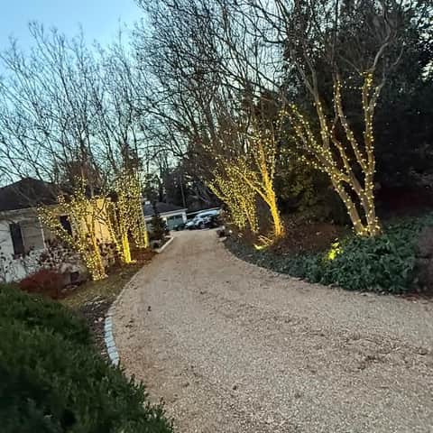 Trees along a residential driveway wrapped in warm white holiday lights